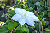 Clematis, weiß