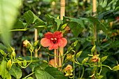 Campsis radicans 'Stromboli'®