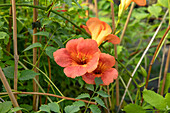 Campsis x tagliabuana 'Madame Galen'