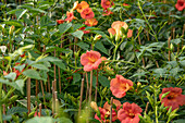 Campsis x tagliabuana 'Madame Galen'