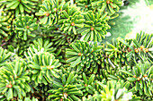 Abies koreana 'Brillant'