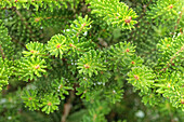 Abies koreana 'Molli'