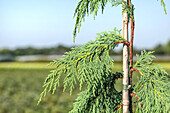 Chamaecyparis nootkatensis 'Pendula'