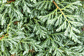 Chamaecyparis pisifera 'Boulevard'