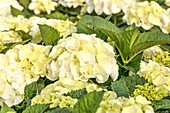 Hydrangea macrophylla 'Black Steel® Zebra'