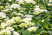 Hydrangea macrophylla 'Bianco'