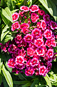 Dianthus barbatus, rose pink