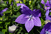 Platycodon grandiflorus, blue