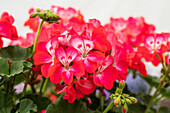 Pelargonium zonale, red