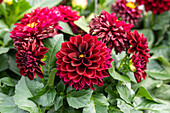 Dahlia x hortensis, dark red