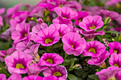 Calibrachoa, pink