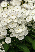 Phlox paniculata, white