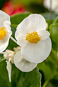 Begonia semperflorens, white
