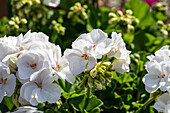 Pelargonium interspecific, white