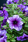 Petunia grandiflora, violet