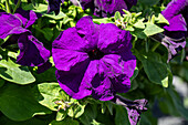 Petunia grandiflora, violett