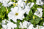 Petunia grandiflora, white