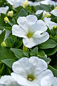 Petunia 'Multiflora'