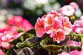 Pelargonium zonale, apricot