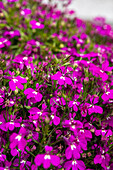 Lobelia erinus, pink