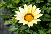 Gazania rigens, hellgelb