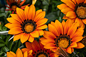 Gazania rigens, orange