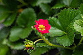 Fragaria x ananassa, red