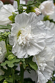 Alcea rosea plena, white