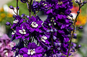 Delphinium x elatum, violett-weiß
