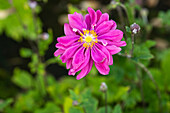 Anemone japonica Bressingham Glow