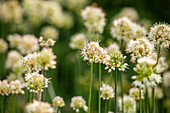 Allium suaveolens