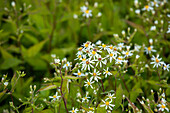 Aster divaricatus 'Tradescant'