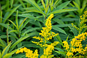 Solidago canadensis 'Goldkind'