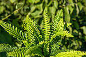 Blechnum spicant