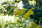 Solidago canadensis