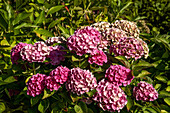 Flowering peasant hydrangea