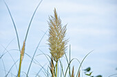 Cortaderia selloana