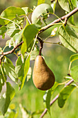 Pyrus communis 'Bosc's bottle pear