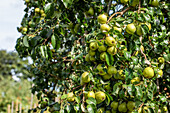 Pear tree full of fruit