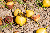 Wasps feed on rotten fruit