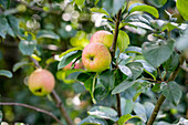 Malus 'Uphuser Tietjenapfel'