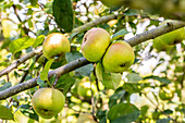 Malus domestica Blenheim Orange