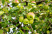 Malus 'Adersleber Kalvill'