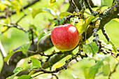 Malus domestica 'Knebusch'.