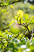 Malus 'Batullenapple