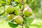 Malus domestica 'Gray Autumn Raceme