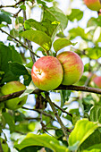 Malus domestica 'Raspberry apple of Holowaus'.