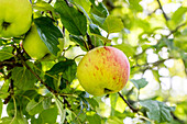 Malus 'Uphus' Tietjen apple