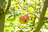 Berostung an Apfelfrucht