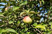 Malus domestica 'Fettapfel' (Fat apple)